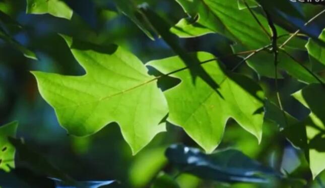 “十四五”期间我国野生植物保护取得重要进展