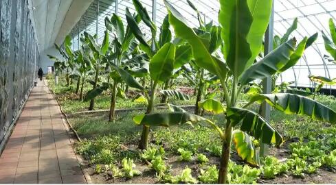 黑龙江鸡西：设施农业赋能 寒地结出南果