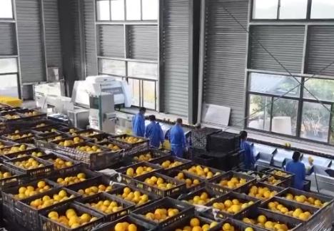 “小农机”变成农民“金扁担” 数智化赋能十万亩果园“链”起富民大产业