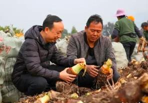 “中国香芋之乡”迎丰收 江永香芋年产值达12亿元