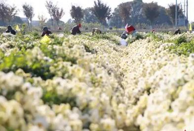 拓展多业态 “中国杭白菊之乡”芬芳传四海