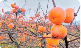 广西恭城：打造月柿“百亿产业”金名片