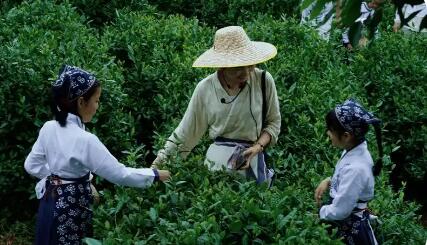 “一标一品一产业” 浙江杭州余杭区着力打造特色茶经济