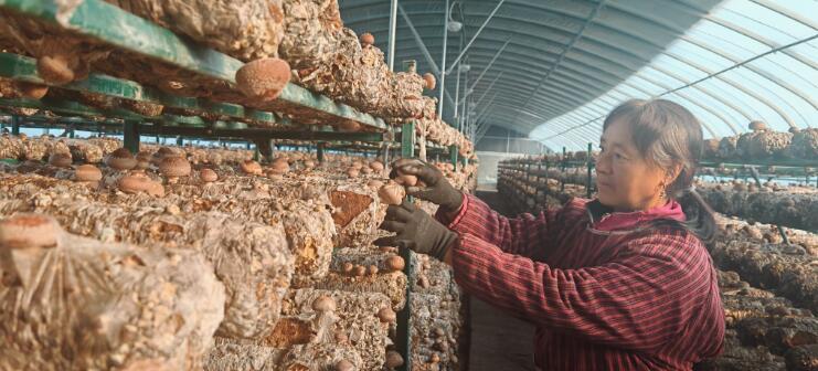 河南省济源市大峪镇农民大棚致富