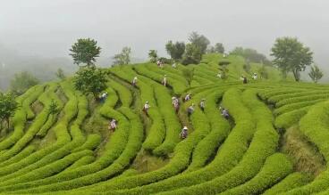 让传统茶泡出“新”滋味 福建南平高质量推进“三茶”统筹发展