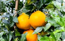 四川资阳雁江区：流通升级与加工补链为蜜柑产业注入新动能