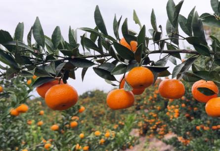 南丰蜜桔：天地合酿，何以成为“中国蜜桔之乡”？