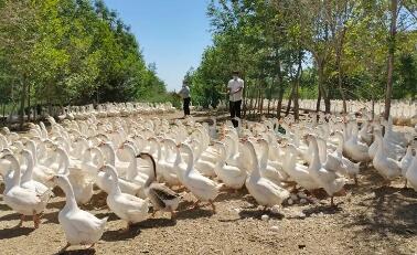 黑龙江集贤：大鹅展翅牵起致富“链”