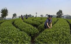 四川犍为推动“就业名片”向“产业引擎”加速升级