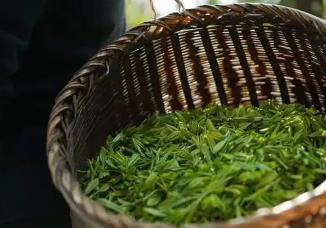 “中国蒸青茶之乡”“中国硒菜薹之乡” 恩施市再添“国字号”