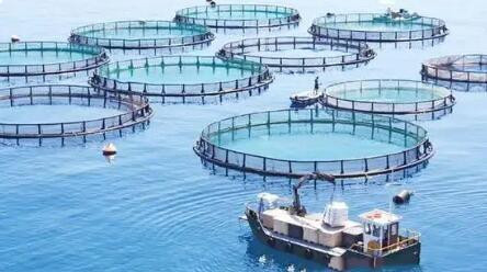 以水养鱼 以鱼净水 广西积极探索大水面生态渔业发展模式