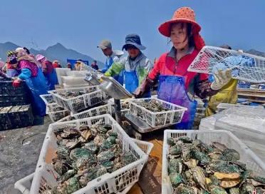 “中国鲍鱼之乡”福建连江：科技赋能“吃透一粒鲍”