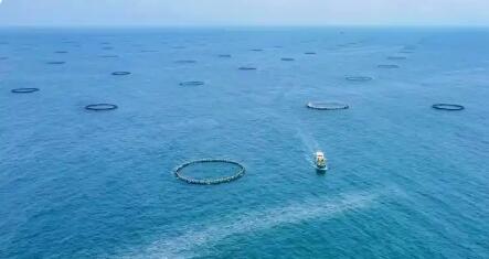 跨进深远海 广东全产业链深耕“蓝色粮仓”