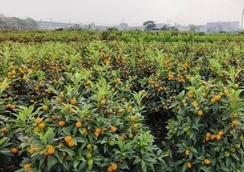 探访“年桔之乡”番禺都那村：年桔熟了 满目“丰”景入画来