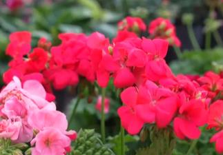 年宵花抢“鲜”上市、百年大集购销两旺 节日市场物丰价稳消费活跃