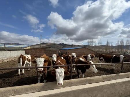 内蒙古巴林右旗：科技赋能，现代畜牧业全链升级