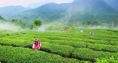 四川攀枝花：三向发力做强做优特色茶产业