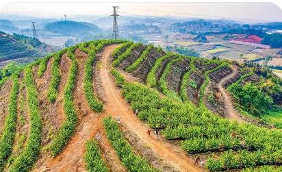 “链”上发力，土特产身价倍增 云南高原特色农业驶入“数字快车道”