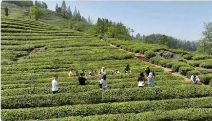 一片茶叶富山乡 湖北保康推动传统茶产业深度转型