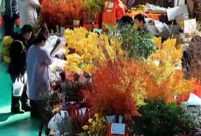 “南花北运”锁鲜达 辞旧迎新活力十足 “鲜花+”变身消费“新宠”激活经济新引擎