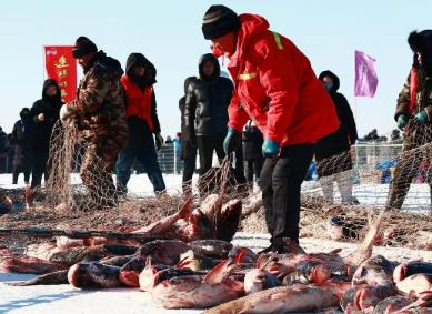 “冰湖腾鱼”产业兴 黑龙江冷水鱼香飘全国