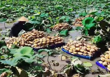 “宝应荷藕”入选国家级农业品牌精品培育名单，“中国荷藕之乡”再添“国字号”