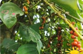 海南胡椒种植面积与产量均居全国首位