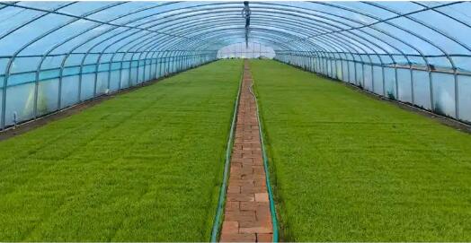 科技“点绿”冬季　设施农业成为农民增收“新引擎”