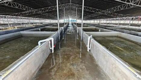 广东盐业集团全链布局现代化海洋牧场