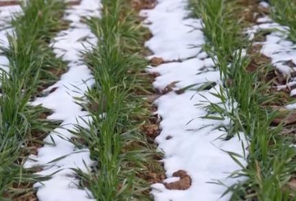 柑橘甜、菜飘香 冬日的田野蕴藏勃勃生机 果蔬丰收助力乡村振兴