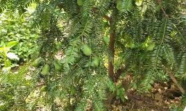 安徽黟县：深耕“香榧经济”实现绿富共兴