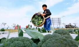 江苏响水县：“蔬”写地标新篇章 西兰花变“致富花”