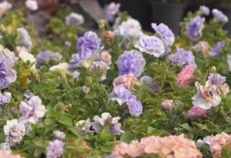 居民“菜篮子”持续上新供应足 新年消费市场红红火火“热气腾腾”