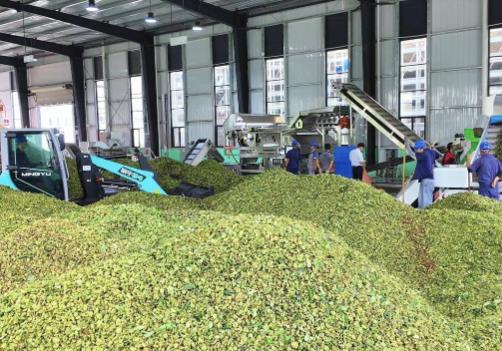 中国八角之乡”云南富宁：八角撑起致富梦