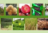 福建新增53个全国名特优新农产品