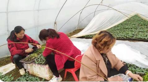 河南唐河：打好“特色牌” 念好“致富经”