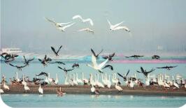 新一批长江流域国家重点保护水生野生动物重要栖息地名录发布