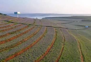 河南：“坡改梯”固土生金 绘就生态振兴新画卷