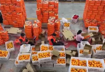 “数字+农业”助推特色农产品“出圈” 精细化服务提质增效让农户得实惠