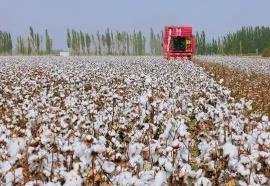 从新疆沙雅棉田看产业智能化