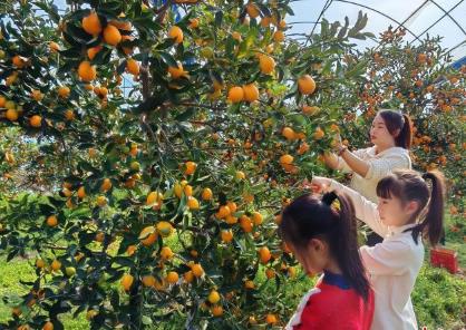 “中国金柑之乡”迎丰收 “小金豆”变身“黄金产业”