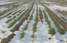 今年首场寒潮来袭，对农业生产影响几何？