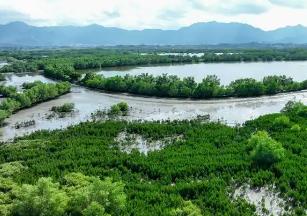 “十四五”广东新营造红树林超4900公顷 居全国首位