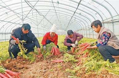 农村实用人才达185.5万人，河南大力培育农业人才队伍