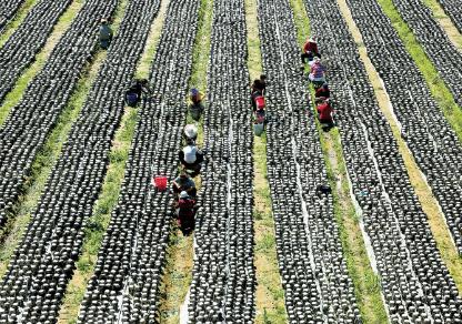 山西省吕梁市推动食用菌产业跨越发展