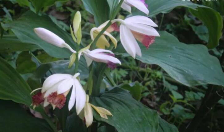 长江经济带国家级自然保护区珍稀物种保护成效显著