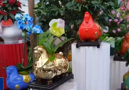 “五花马”“小清新”……年宵花“花”式上新成为节日消费市场“当红”产品