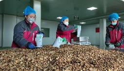 2025年甘肃中药材出口额超8500万元