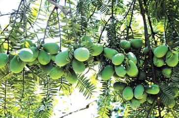 三十年攻坚做强香榧产业 带动山区百姓增收致富