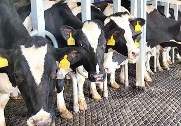 中国乳用种公牛2025年第三次遗传评估结果发布